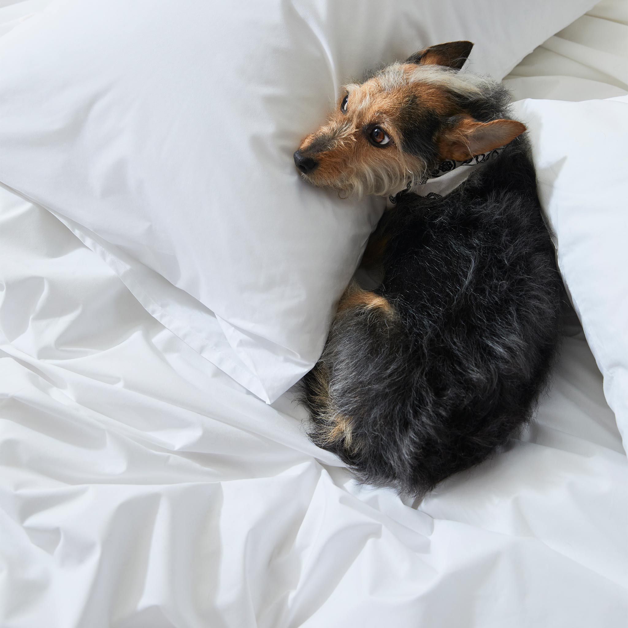 Classic Percale No Flat Sheet Set Bundle